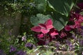 Purple Coleus Plant Leaves in a Garden Royalty Free Stock Photo