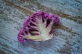 Purple color cauliflower vegetable on a gray table Royalty Free Stock Photo