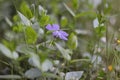 Purple color cute periwinkle flower close-up Royalty Free Stock Photo