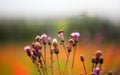 Purple color Dandelion flower bud with honeybee macro closeup view Royalty Free Stock Photo