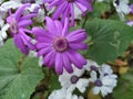 Purple color flower named pericallis hybrida Royalty Free Stock Photo