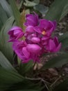 Purple color Flowers - Sri lanka