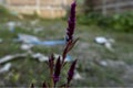 Purple color grass flower. Purple cockscomb with blurred background Royalty Free Stock Photo