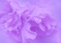 Purple color of Hibiscus flower petals in soft style Royalty Free Stock Photo