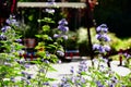 Purple color Kew Blue flower closeup. blurred playground in the background