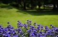 Purple color Kew Blue flowers. closeup view. public park.