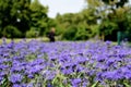 Purple color Kew Blue flowers. closeup view. public park.