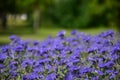 Purple color Kew Blue flowers. closeup view. soft background.