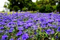 Purple color Kew Blue flowers. closeup view. soft background.