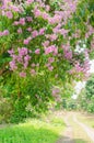 Purple color of Lagerstroemia speciosa flower in outdoor park