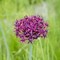Purple color ornamental onion Allium bulgaricum in a botanical garden Royalty Free Stock Photo