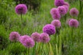 Purple color ornamental onion Allium bulgaricum in a botanical garden Royalty Free Stock Photo