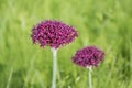 Purple color ornamental onion Allium bulgaricum in a botanical garden Royalty Free Stock Photo