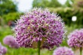 Purple color ornamental onion Allium bulgaricum in a botanical garden in Goettingen, Germany Royalty Free Stock Photo