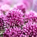 Purple color ornamental onion Allium bulgaricum Royalty Free Stock Photo