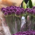 Purple color ornamental onion