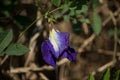 Purple color Pea flower