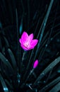 Pink Color, Rain Lily Flower's, Dark Background.