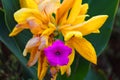 Purple color Ruellia flower in between yellow king canna flower Royalty Free Stock Photo