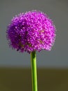 Purple color sphere shaped blooming Allium or on common name onion flower