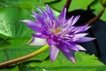 A purple color water lily flower. Royalty Free Stock Photo