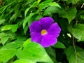 Purple colored allamanda cathartica rare image