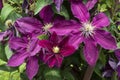 Purple colored clematis, woodland vine flowers grow on wooden arch