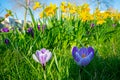 Springtime image of violet colored crocus and yellow daffodils Royalty Free Stock Photo