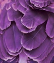 Purple Colored Feathers Royalty Free Stock Photo