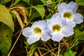 Purple colored hibiscus flower in the park Royalty Free Stock Photo