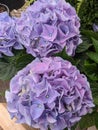 Purple colored hydrangea flowers closeup view