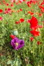 Purple colored large poppy flower among common red poppies Royalty Free Stock Photo