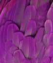 Purple Colored Macaw Feathers