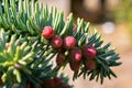 Purple colored male pollen of Spanish fir Royalty Free Stock Photo