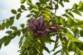 close-up: purple-colored mimosa blossoms on the branch Royalty Free Stock Photo