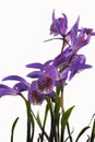 Purple colors a group outdoor orchids Royalty Free Stock Photo