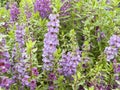 purple colour Angelonia flower