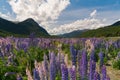 Purple colour full bloom lupine with mountain background, New Zealand Royalty Free Stock Photo