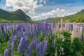 Purple colour lupines blossom with mountain background, New Zealand Royalty Free Stock Photo