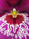 Purple colour Orchid with white pattern Royalty Free Stock Photo