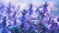 Purple colour Strobilanthes kunthiana flowers Royalty Free Stock Photo