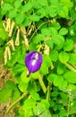 Purple coloured and beautiful Asian Pigeonwing flower surrounded by shining green leaves.