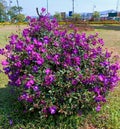 Purple coloured dwarf princess flowers in full bloom in Raja's Seat, Madikeri, Coorg