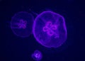 Purple coloured Jellyfish from Aquarium
