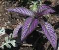 Purple coloured strobilanthes auriculatus Royalty Free Stock Photo