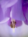 Purple columbine aka Aquilegia vulgaris, closeup with narrow depth of field for blurry, abstract effect.