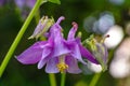 Purple Columbine bloom in garden at spring. Bokeh