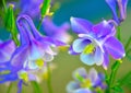 Purple Columbine Colorado State Flowers