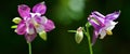 Purple Columbine flowers Aquilegia Vulgaris close up. Spring season. Royalty Free Stock Photo