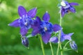 Purple columbine flowers